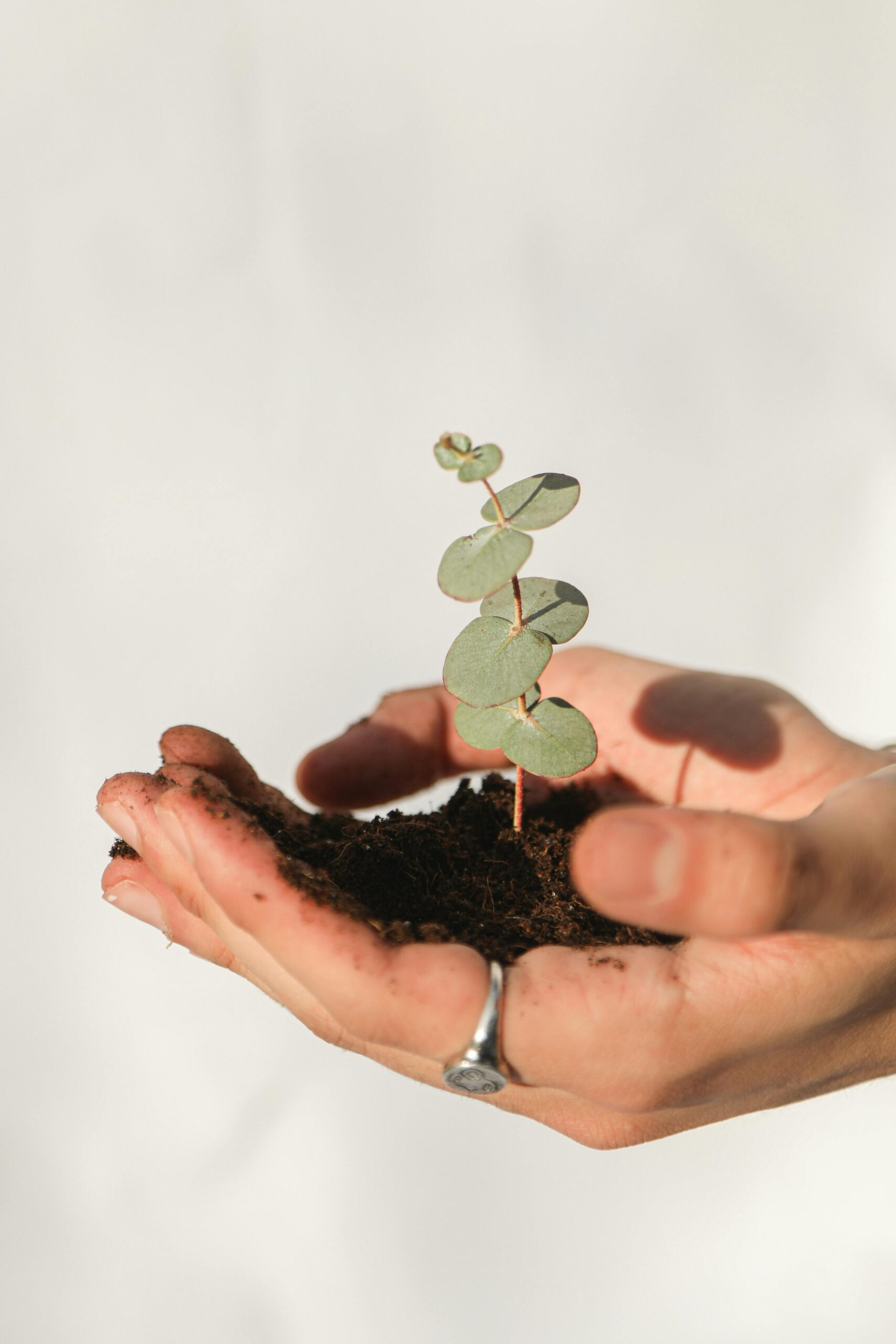 Close-up of hands gently cradling a eucalyptus plant seedling in dark soil, symbolizing growth.